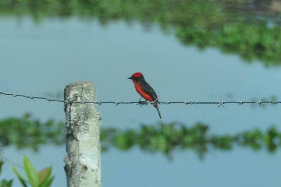 Um Churrinche, no Hato El Cedral, na região dos llanos venezuelanos, perto da cidade de Mantecal